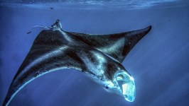 a fish swimming under water