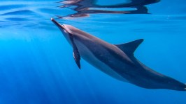 a blue and swimming in a pool of water