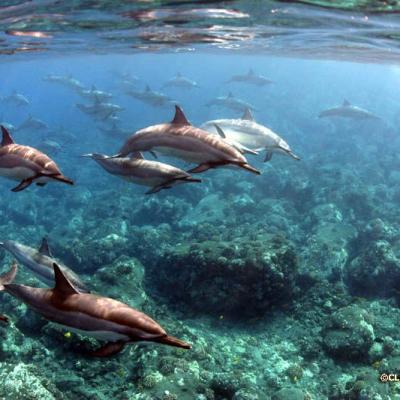 dolphin viewing Kona