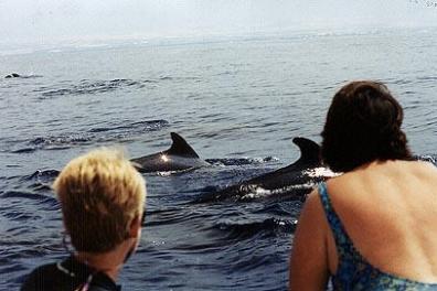 Dolphin Watch Kona