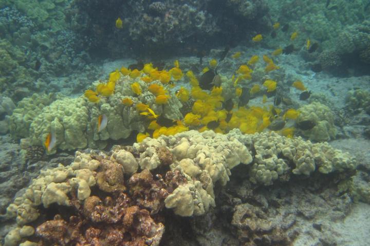 Captain Cook Snorkel Tour
