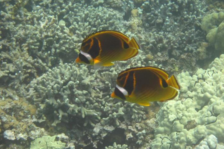 Snorkel Captain Cook Monument