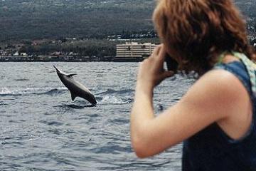 Wild Dolphin viewing Kona