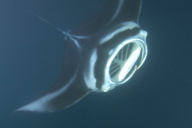 manta ray snorkel kona