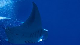 a fish swimming under water