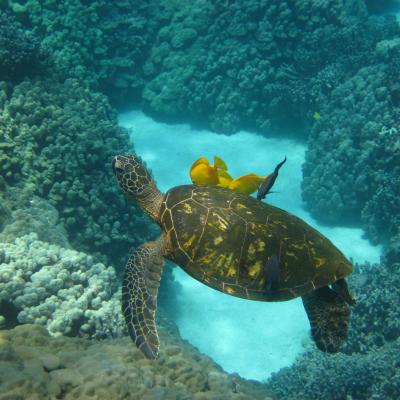 Sea turtles Big Island