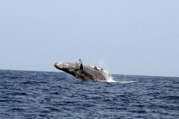 a whale jumping breaching