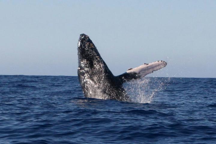 a whale jumping out of the water
