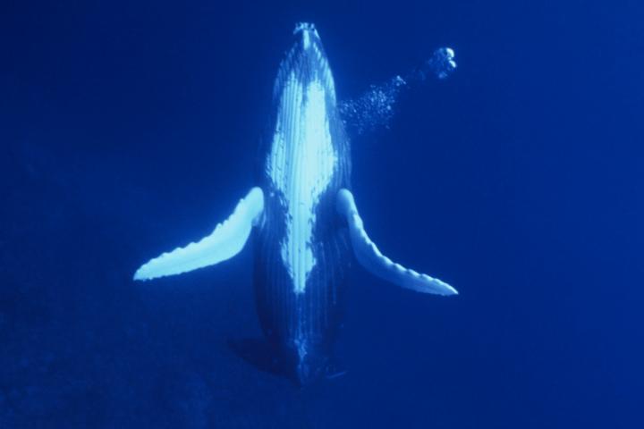 a close up of a whale