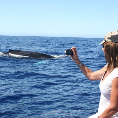 whale watch charter