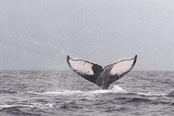 a bird flying over a body of water