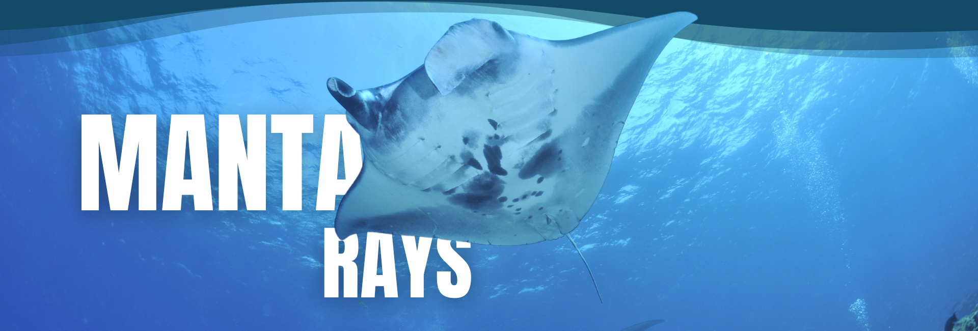 a close up of a fish