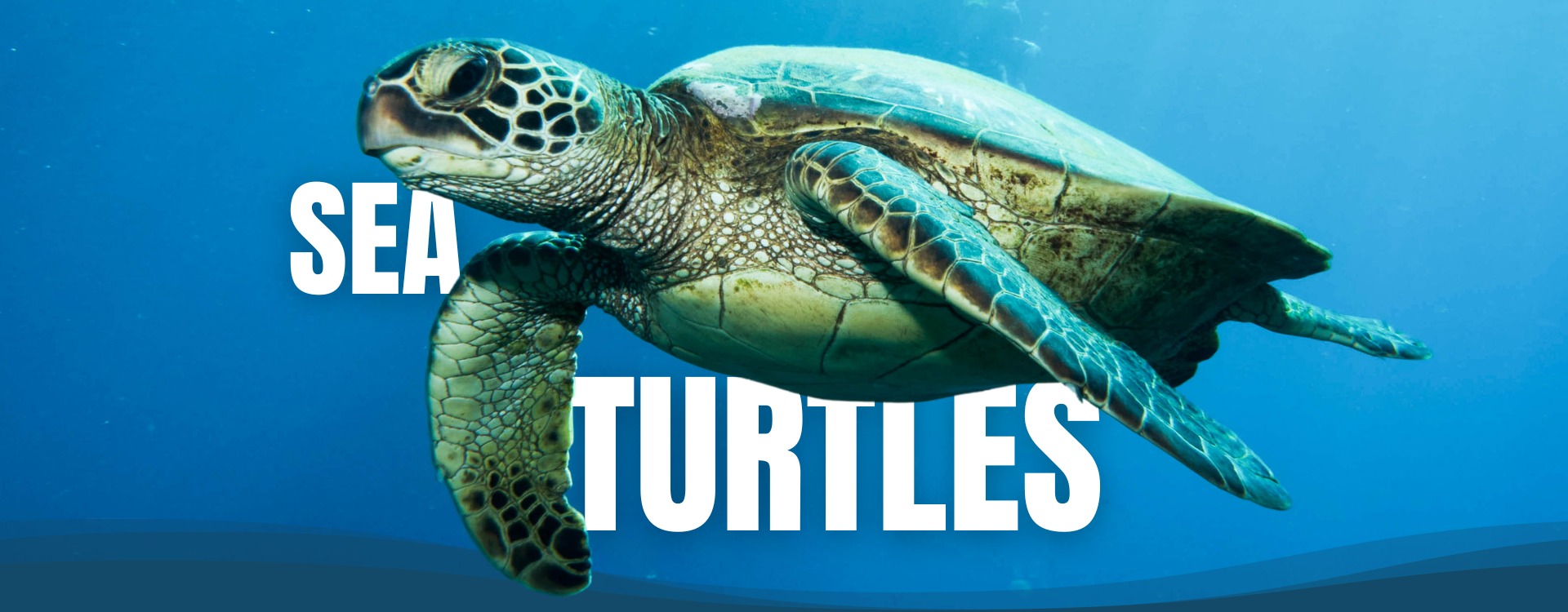 a close up of a sea turtle