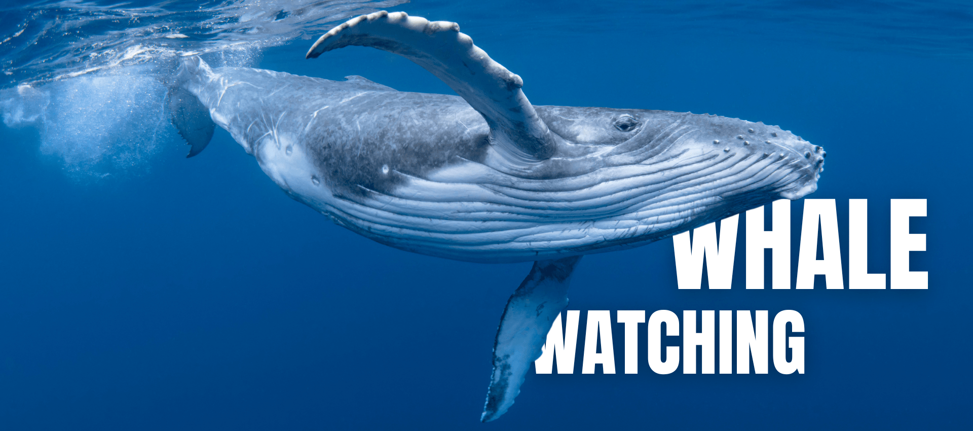 Whale Watching