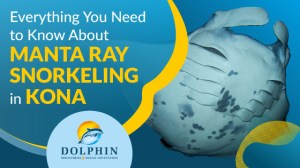 Manta Ray Snorkeling in Kona