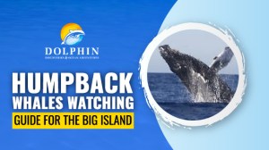 Humpback Whales Watching Guide for the Big Island
