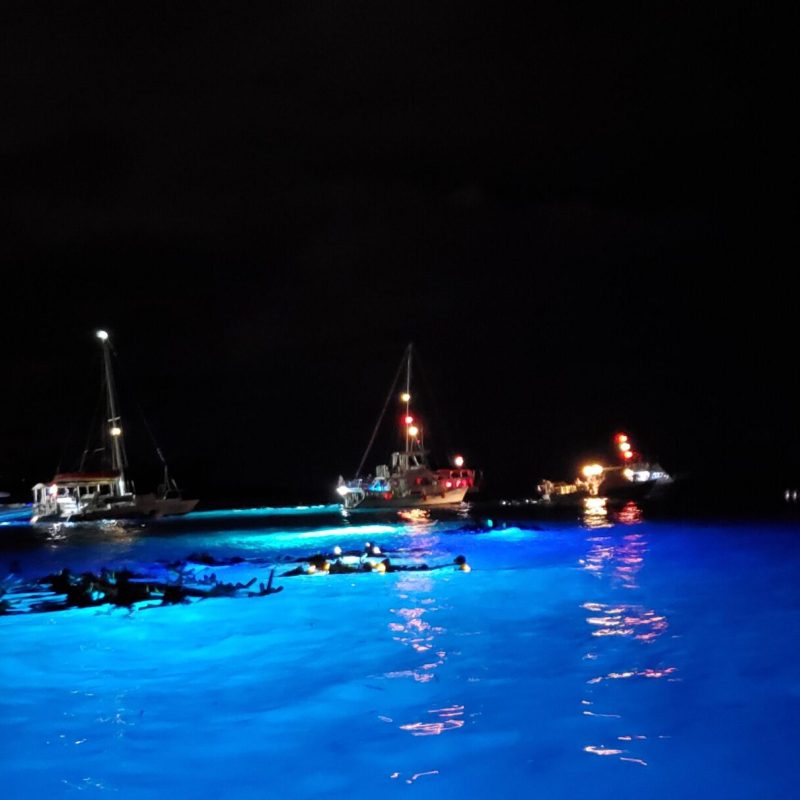 manta ray night dive in hawaii