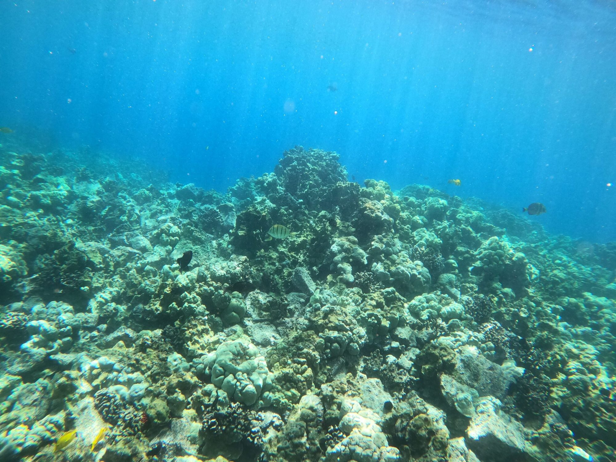 snorkel trip Big Island Hawaii