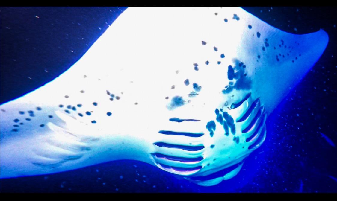 Snorkel With Manta Rays in Hawaii