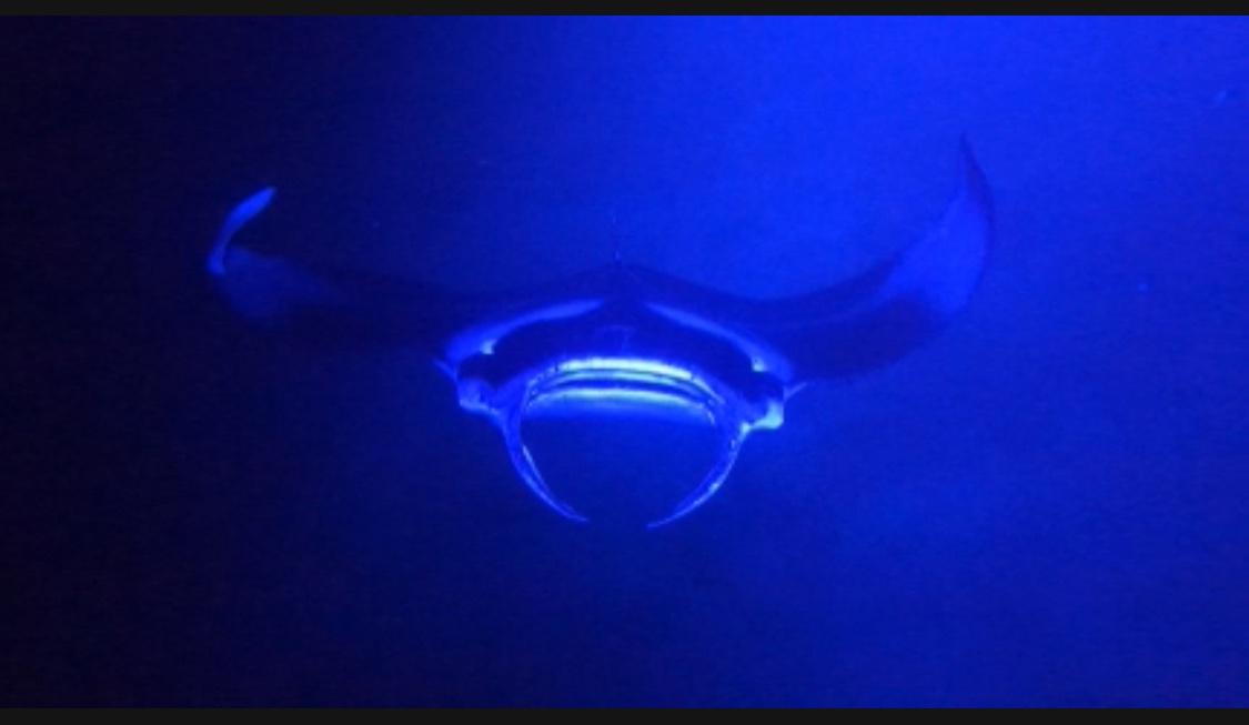 night snorkel with manta rays kona
