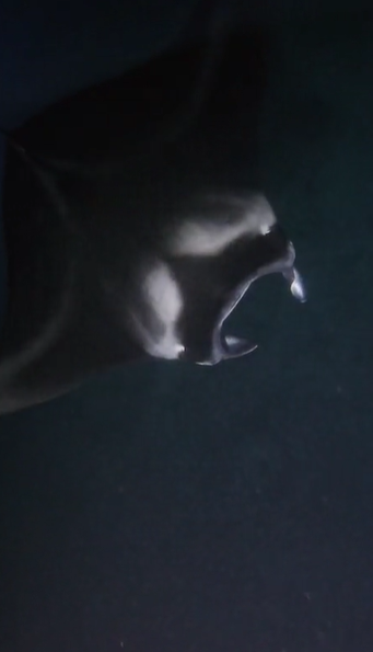 hawaii manta ray dive