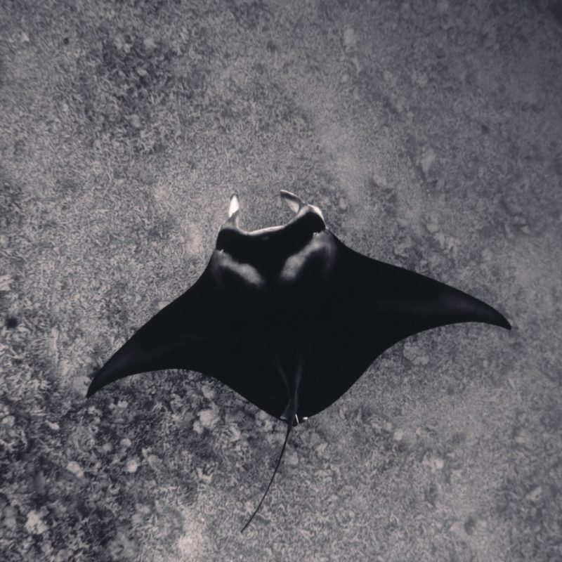 kona diving company manta ray