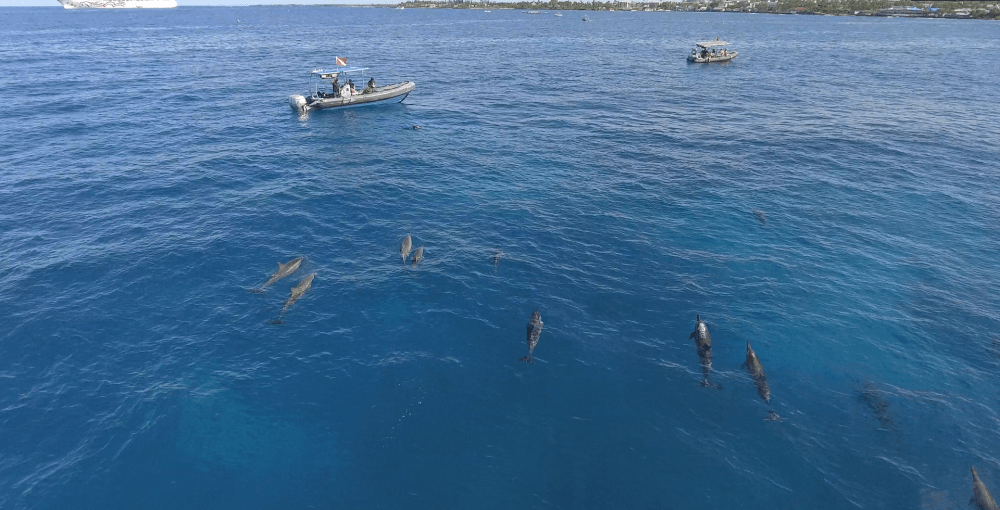 The Top Snorkel Tours Near Me, Kona Dolphin Discoveries