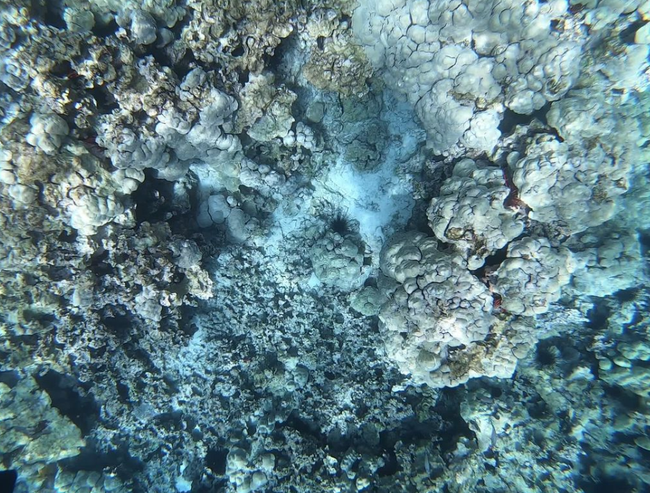 best snorkeling kona best snorkeling kona