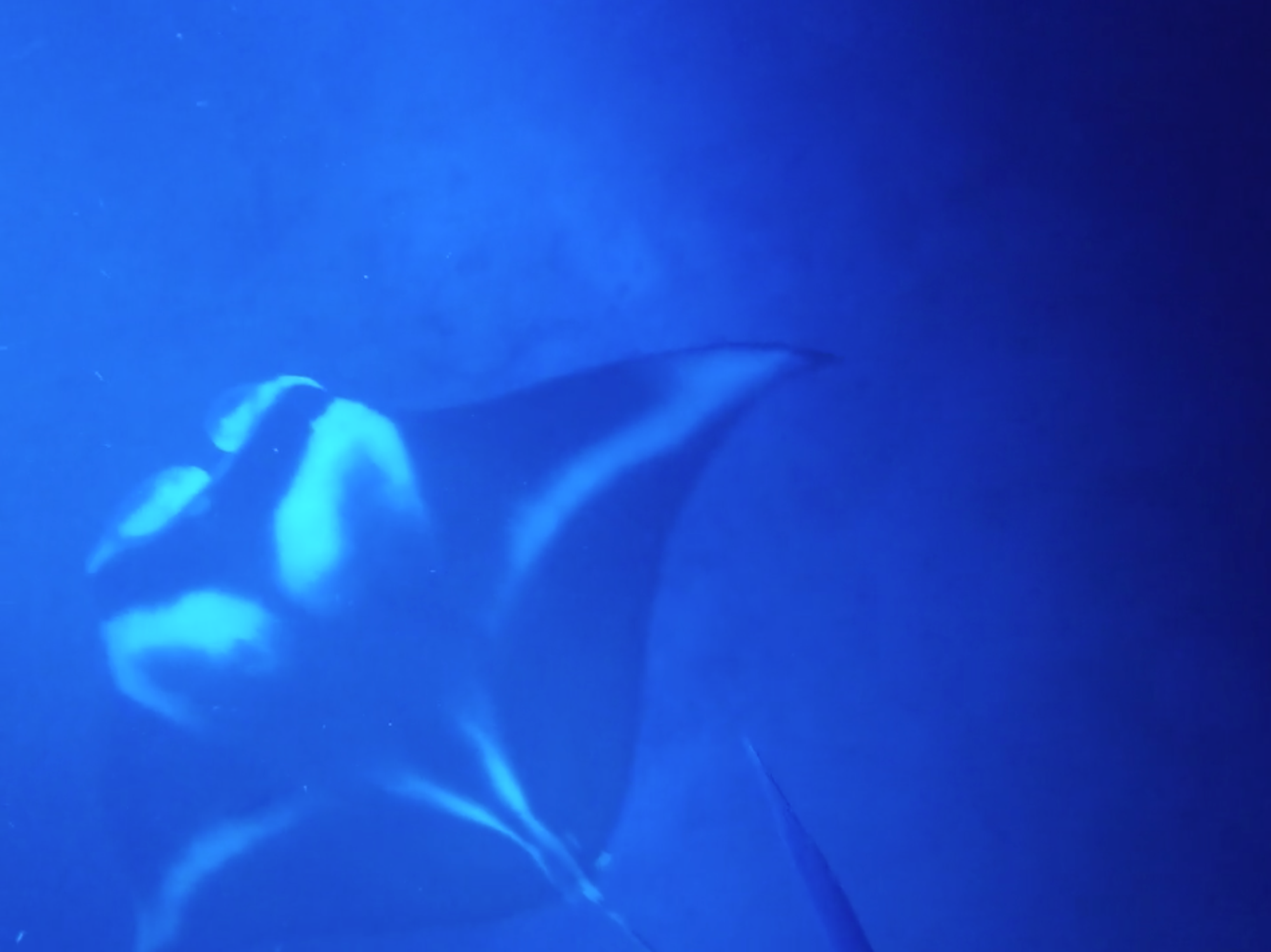 manta ray night dive hawaii