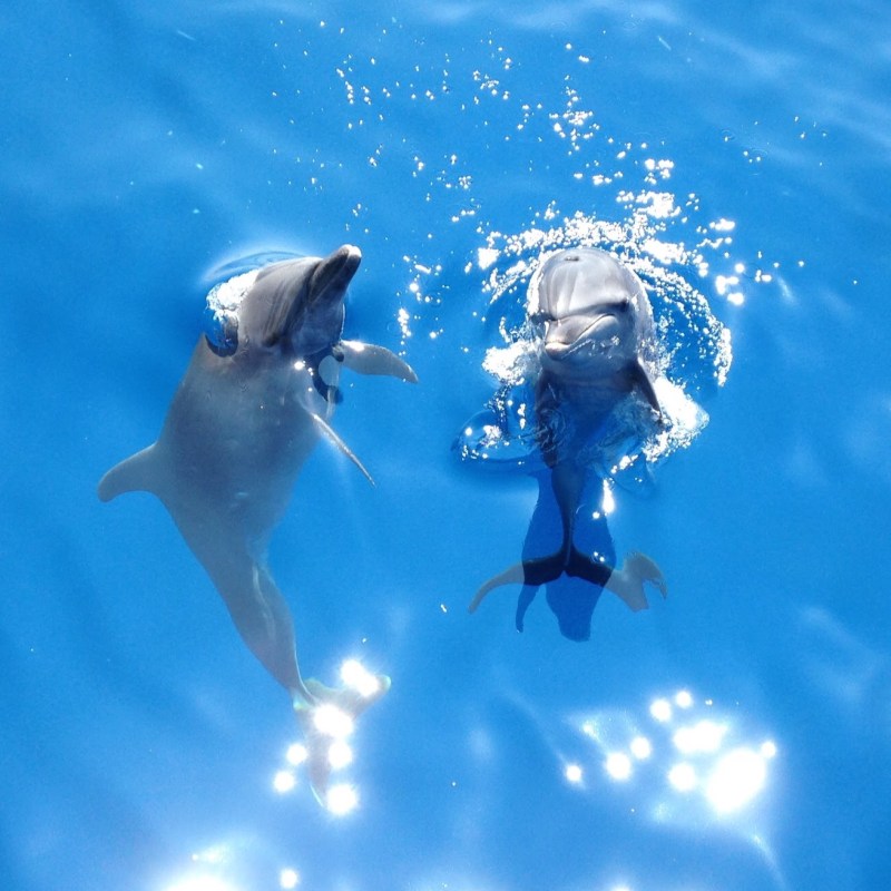 dolphin encounter near me