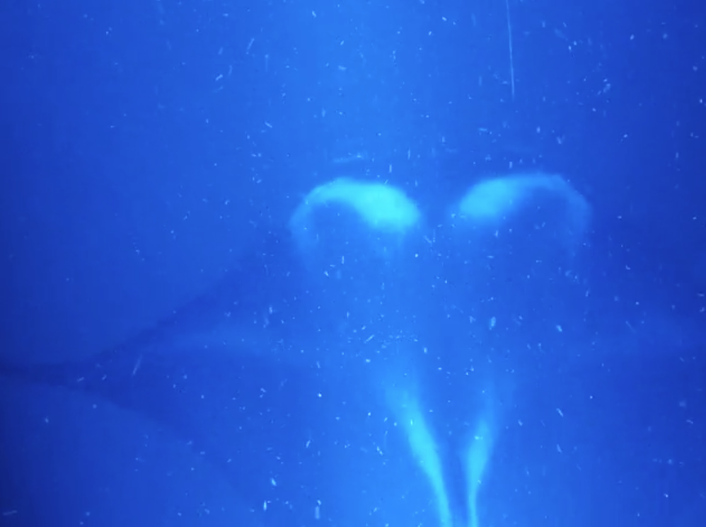 manta ray snorkel kona manta ray snorkel kona