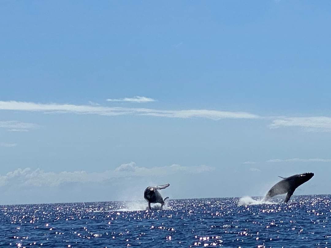 Whale Watching in Kailua-Kona