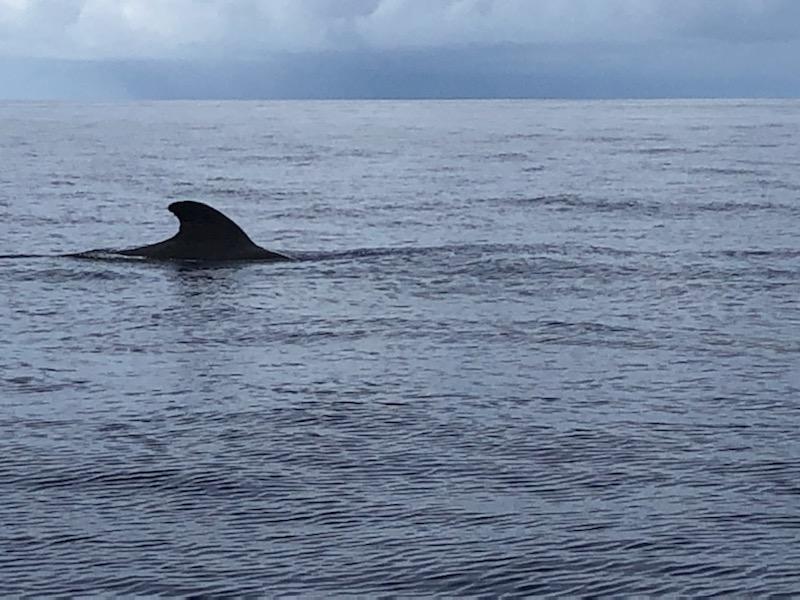 Best Whale Watching Big Island Best Whale Watching Big Island