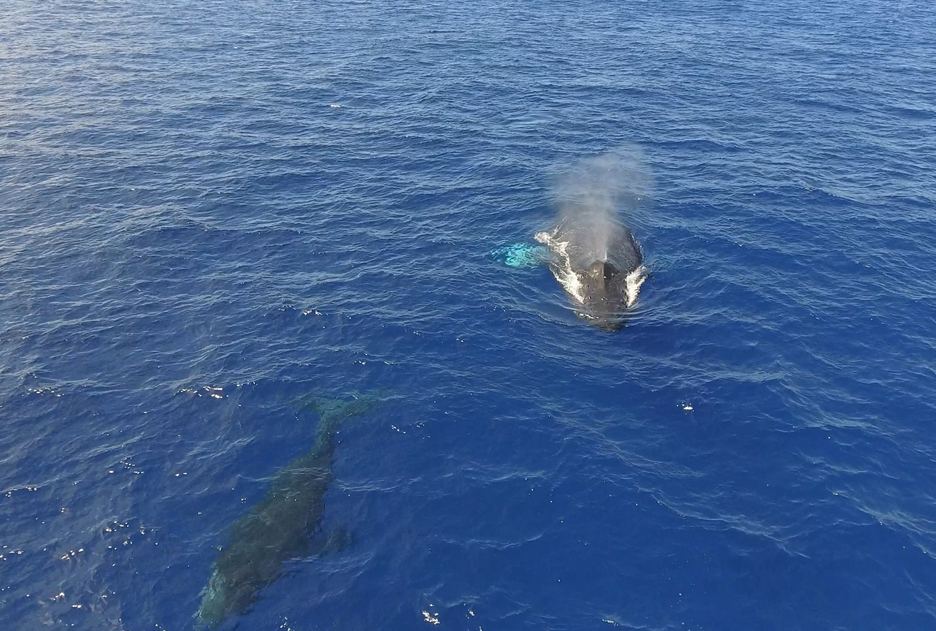 Best Whale Watching in Kona Best Whale Watching in Kona